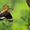 Dudek chocholaty - Upupa epops - Eurasian Hoopoe 0660n3